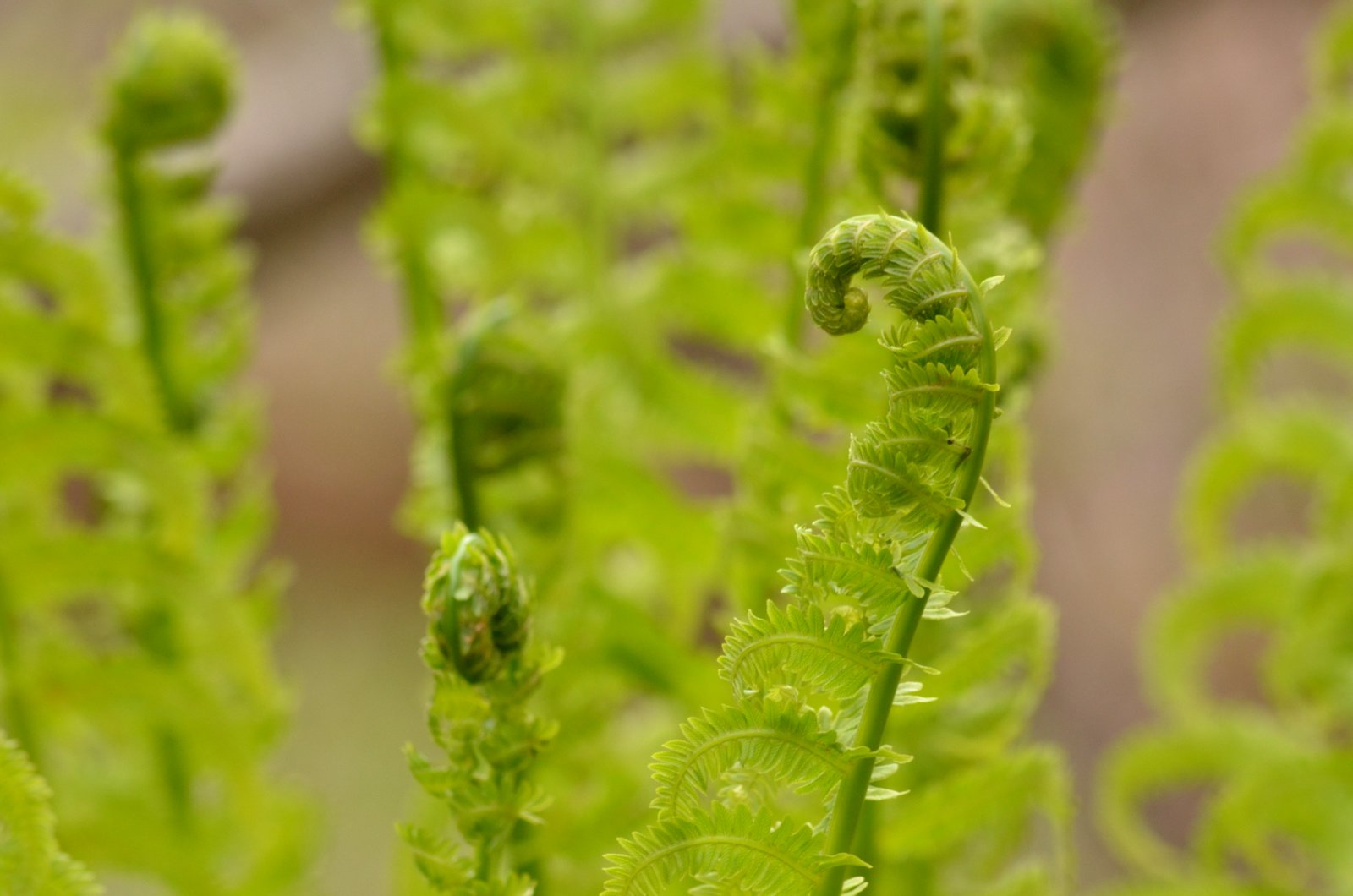 Wild Burlington: A study in croziers (fiddleheads)