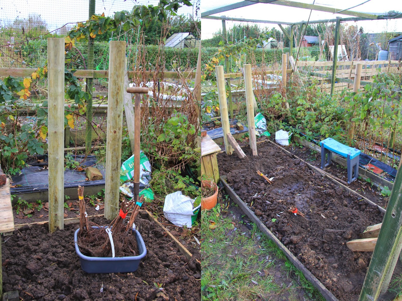 Allotment 65 Raspberry supports in finally