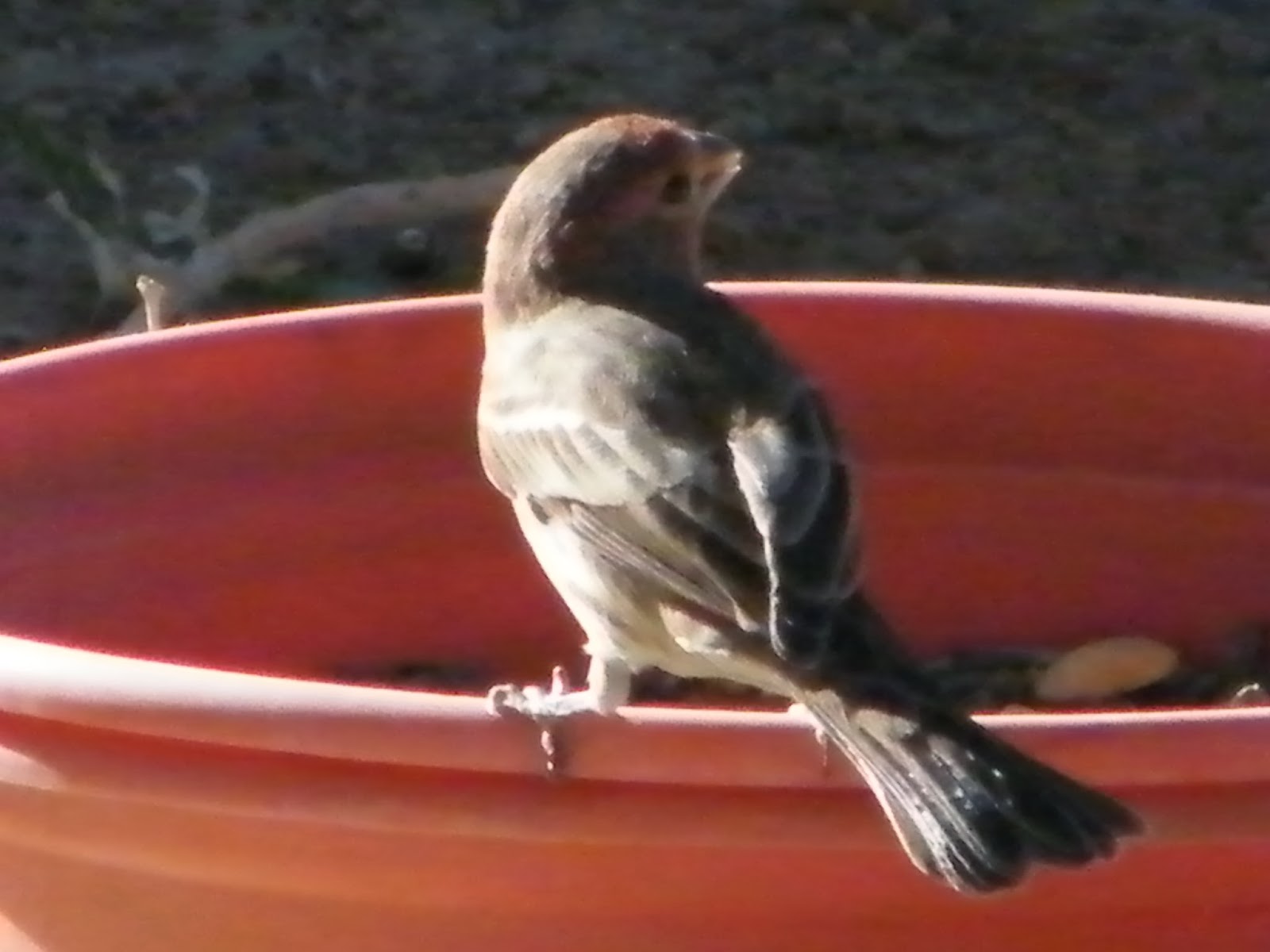 Toys and Stuff Las Vegas NV ,Birds on Patio