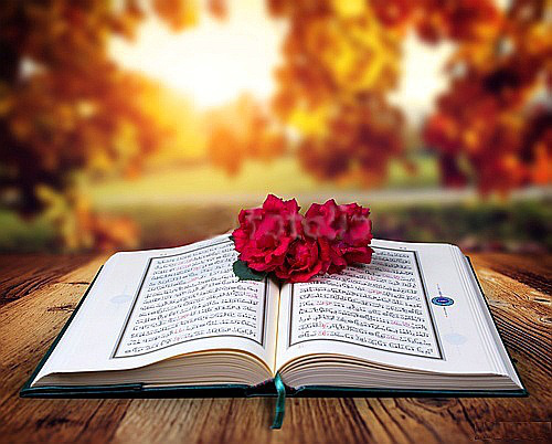 61 Gambar Al Quran Dan Bunga Mawar Terlihat Keren Gambar Pixabay