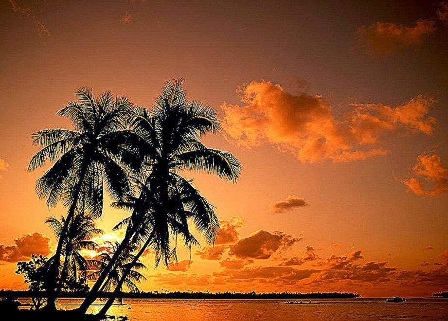 Palm Trees Wallpaper | Cool HD Wallpapers