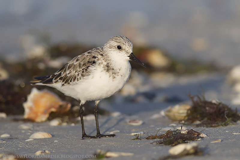 Little Estero Lagoon Spring Nesting Focusing on Wildlife