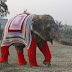 Τι φορούν οι ελέφαντες για το κρύο...