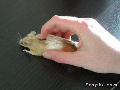 14-Unusual-Computer-Mouse-Designs-012-771166.jpg