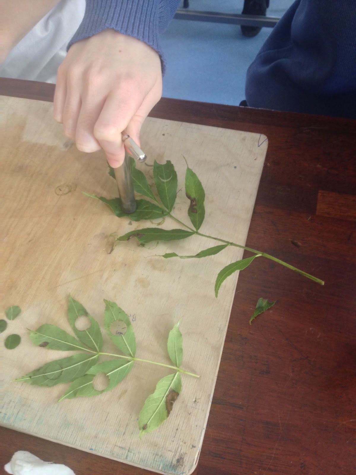 Magh Sci LC Biology Leaf Yeast Experiment