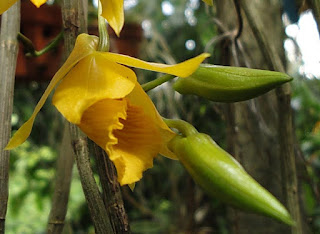 Dendrobium daoense Gagnep.