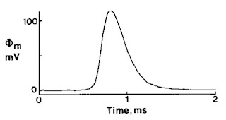 The transmembrane potential, measured with a glass microelectrode from a single axon.