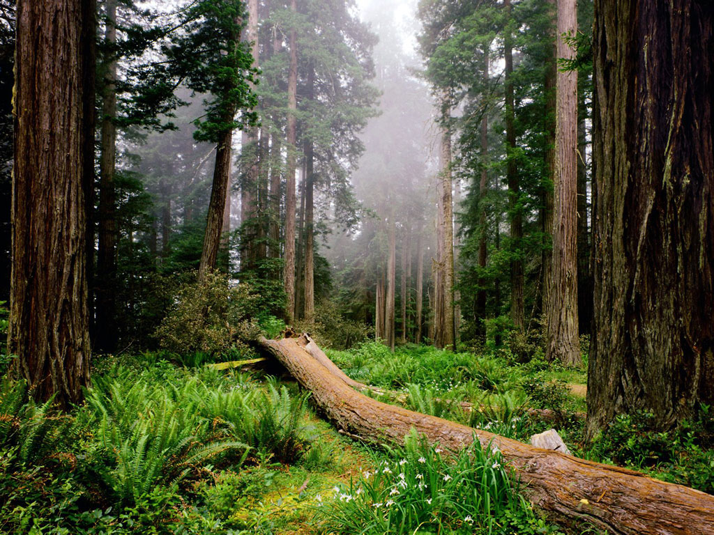 Gambar Hutan  Pemandangan Hutan  Download Gratis