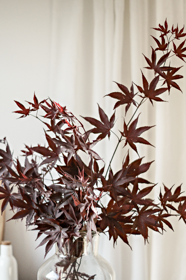 Blog + Fotografie by it's me! | fim.works | Japanischer roter Ahorn in der Vase, nicht am Baum  |  Ahornzweige in einer Glasvase