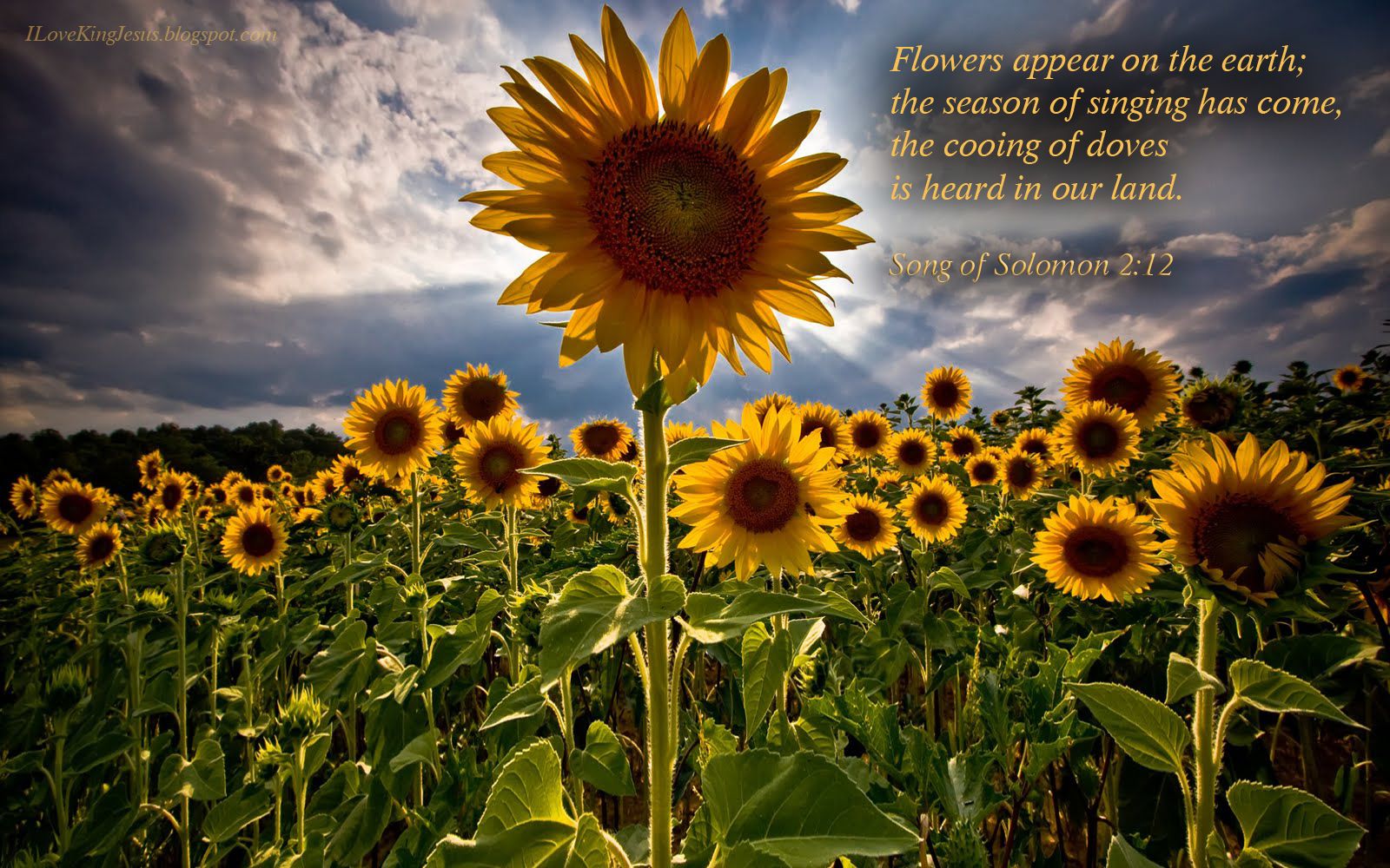 HD Bible Verse Desktop Wallpapers