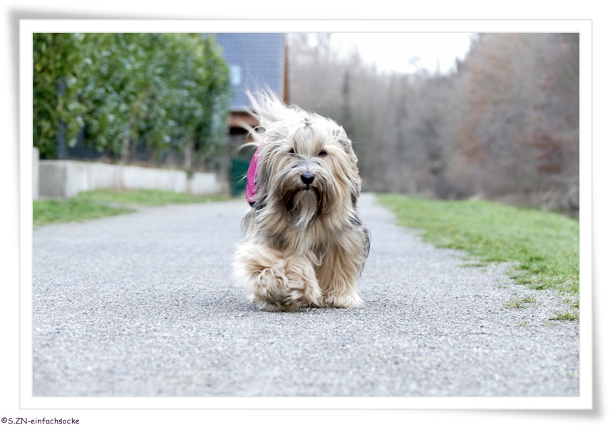 [Hundeblog] Einfach Socke Wir warteten….