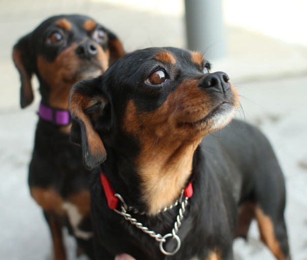 About Dog Miniature Pinscher Training Your To Listen You About Dog Miniature Pinscher Training