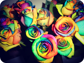 multicoloured roses, dyed roses