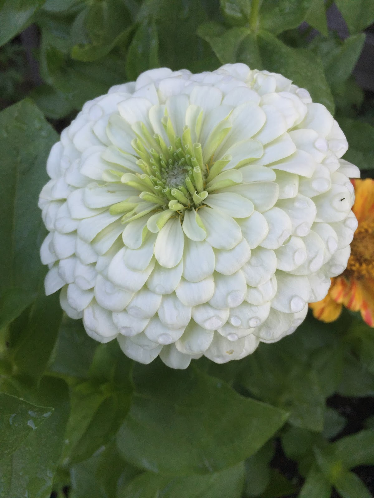 The Summer of Zinnias