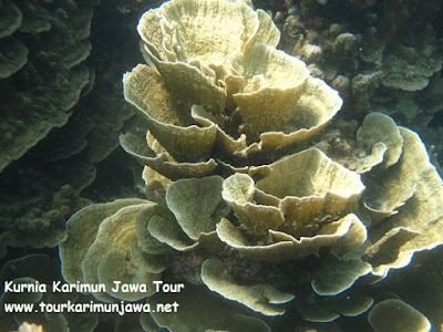 montipora coral in menjangan island karimun jawa