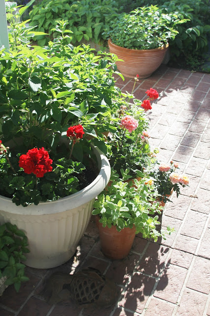 gardening, container gardening, mint, geraniums, salvia, miniature roses, Anne Butera, My Giant Strawberry