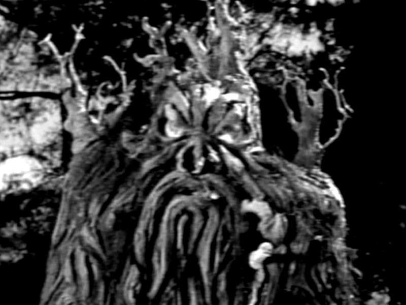 13: FROM HELL IT CAME / Allied Artists Pictures - 1957