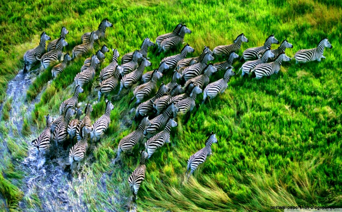 Mac Os X Retina Zebras HD desktop wallpaper  High Definition