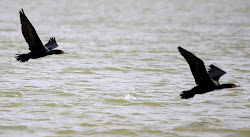 birds alone fly flocks cormorants wanderings2 gary outdoor surely often individual flying yes seen