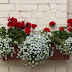 10 πανέμορφα φυτά για ζαρντινιέρες που ομορφαίνουν το μπαλκόνι!