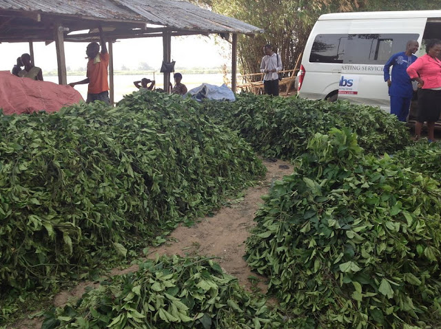 ugu vegetables export