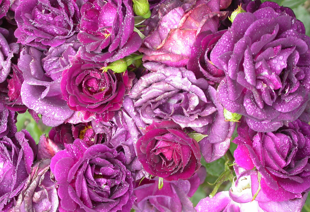 Lavender Roses Images Meaning Pics Wallpapers Photos Pictures Bouquet