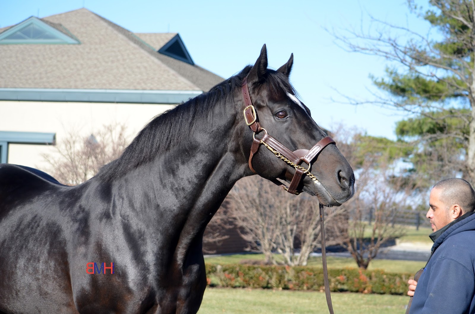 Observations from a Historic FasigTipton July Sale