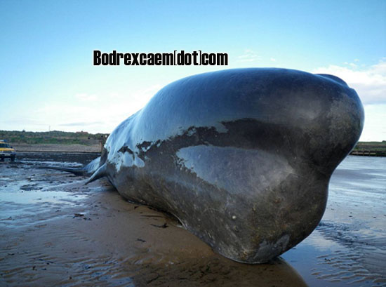Foto Ekslusif Ikan Paus Raksasa Terdampar di Pantai Redcar ...