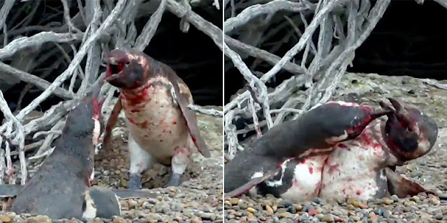 Pertarungan Berdarah, Pejantan Penguin Hajar Selingkuhan Betinanya, Yang Terjadi Sungguh Mengharukan