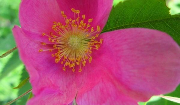 flower flower