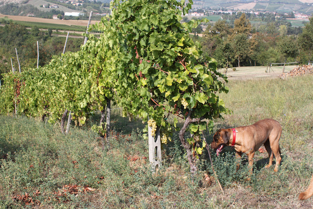 Bologna, Valsamoggia - Viinitarhoja ja koirahommia 36 Bologna, Valsamoggia - Viinitarhoja ja koirahommia 35