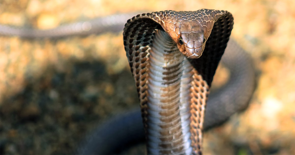 Kenali jenis ular berbisa di Malaysia | Jasduit