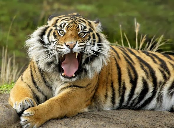 Harimau Sumatera Di Taman Rimbo Panti