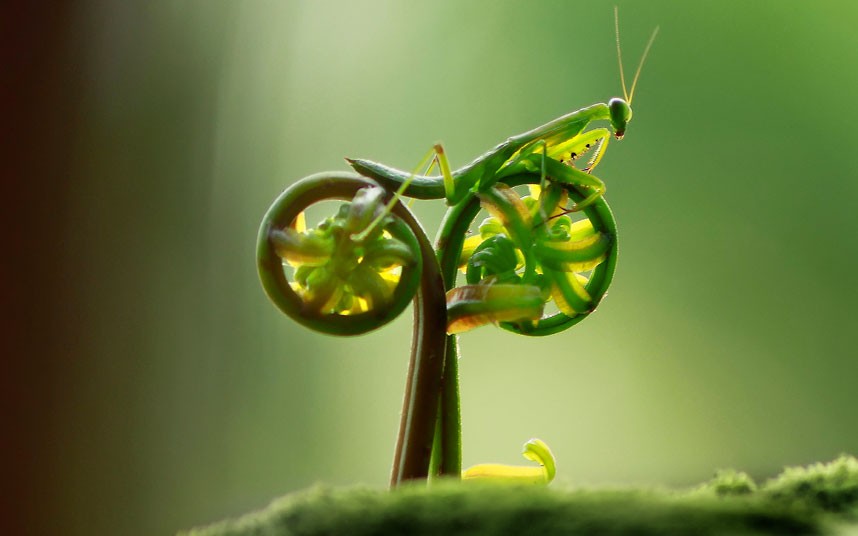 praying-mantis-bike.jpg