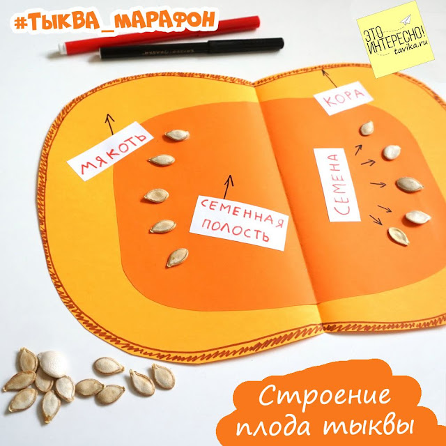 Наглядное пособие про тыкву