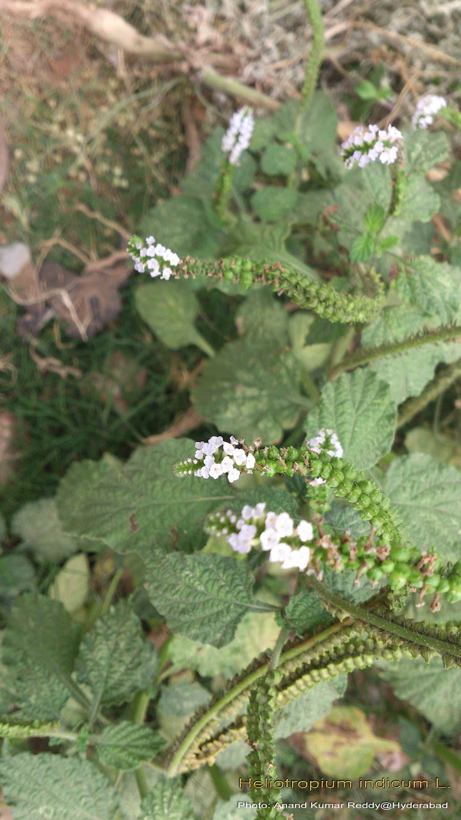 Medicinal Plants Heliotropium indicum hathajori shrihastini naga danti tetkotukki thekkada