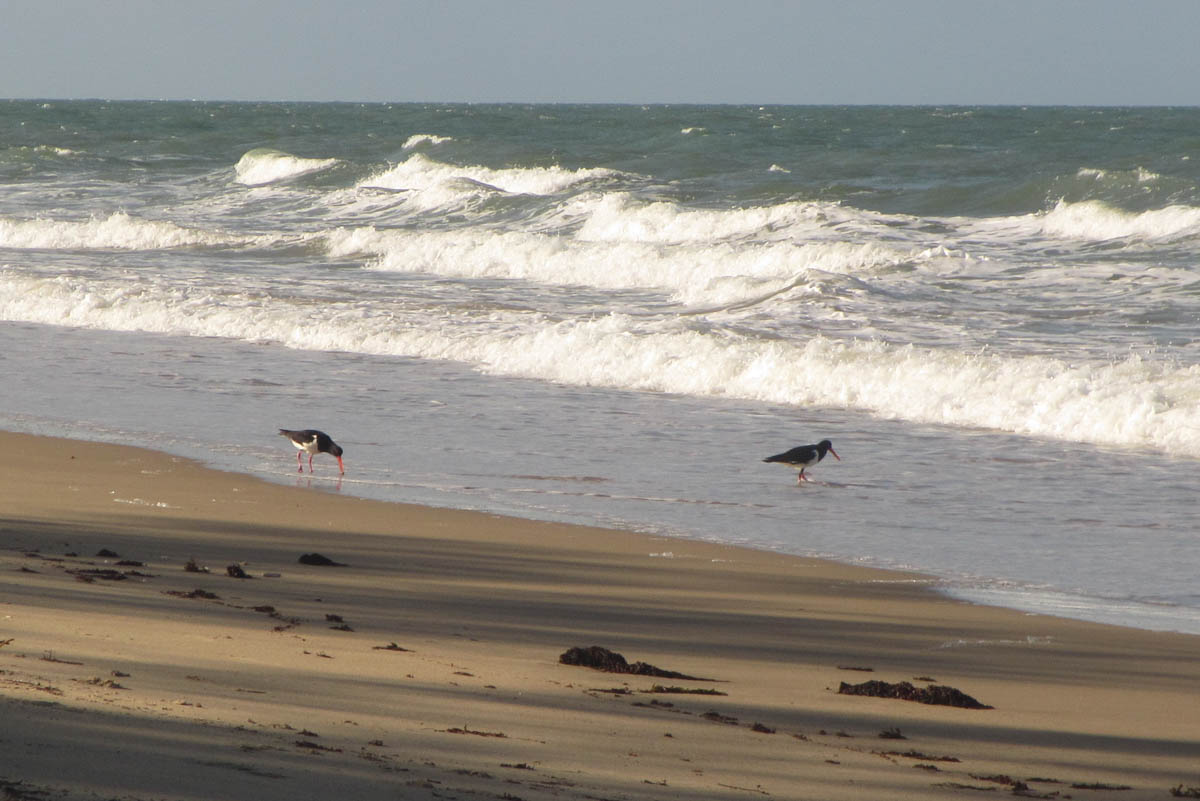 Queensland Coast Fauna in the Swash Zone of a Tropical Beach