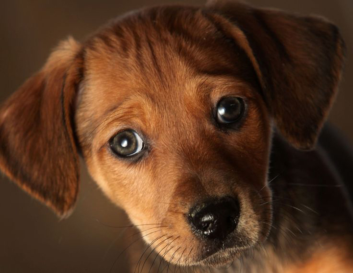 şirin yüzlü köpek yavrusu Resimyurdu