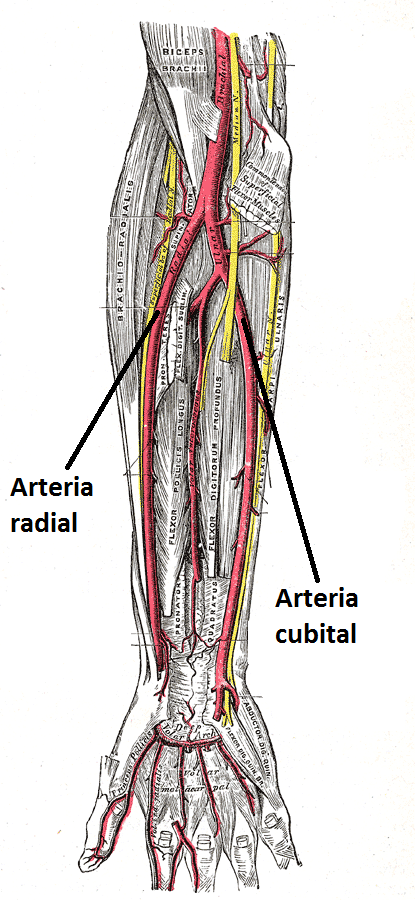 circulación arterial de la mano