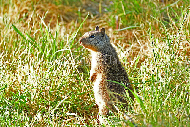Botta's Pocket Gopher scanning areas around the pocket Botta's Pocket Gopher scanning areas around the pocket