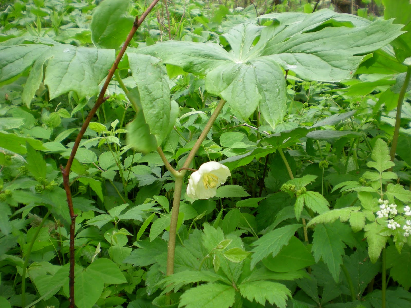 Practical Biology science for everyone MidMay eastern hardwood