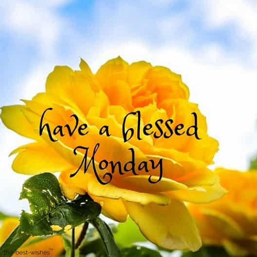 good-morning-everyone-have-a-blessed-monday-with-yellow-roses good morning everyone have a blessed monday with yellow roses
