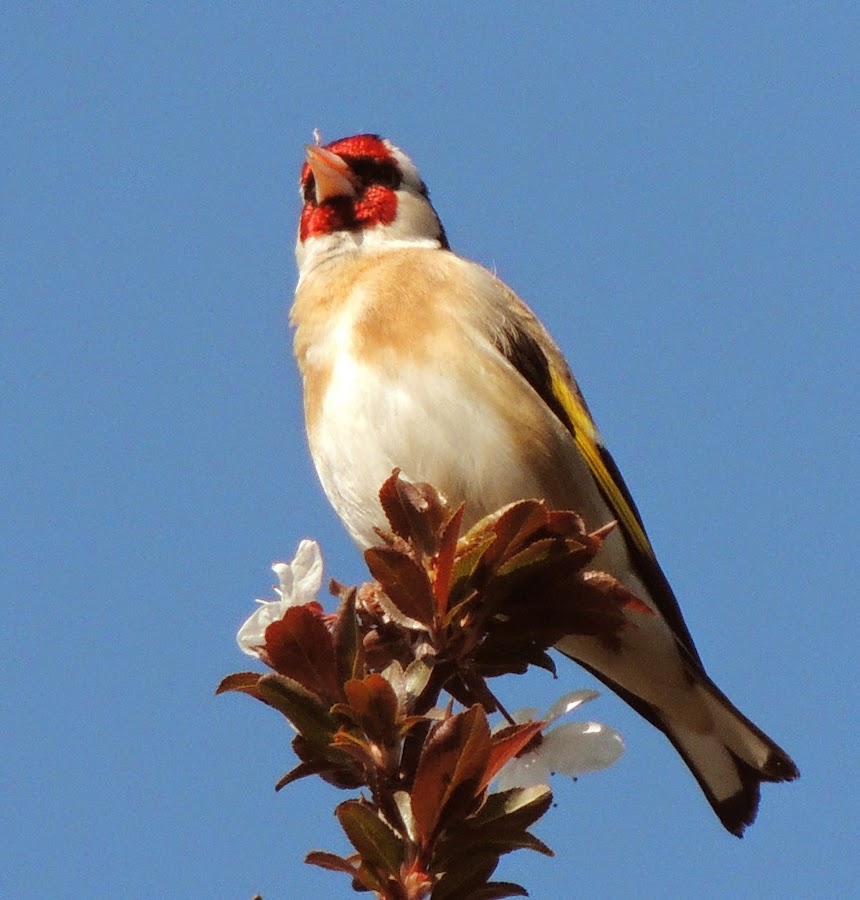 Carduelis carduelis