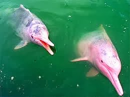 الدولفين الوردي ,معلومات عن الدلافين الوردية