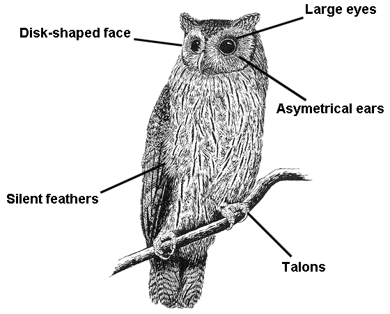 Tictacjournal Animal Adaptations Tictacjournal Animal Adaptations