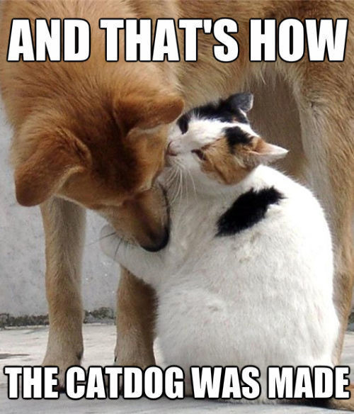 top 50 funniest cat