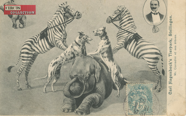 un éléphant étendu avec de zèbre et deux chien danois qui prennent appuis sur son dos 
