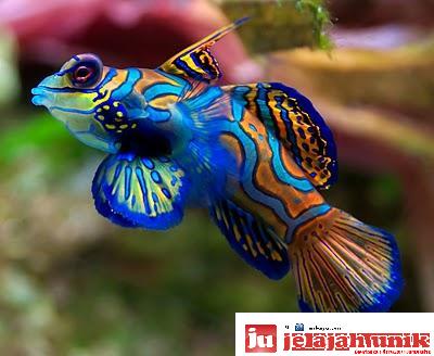 jelajahunik: Mandarin Fish, Ikan Paling Cantik di Dunia