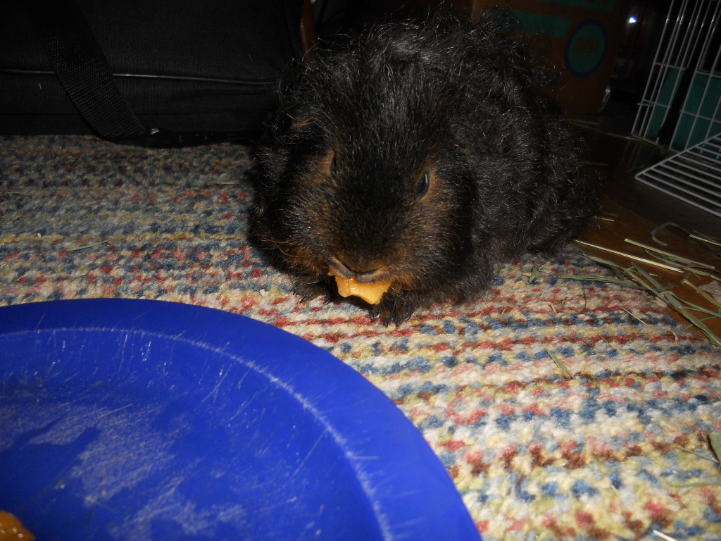 Cavy Savvy A Guinea Pig Blog Can Guinea Pigs Eat Apriums?