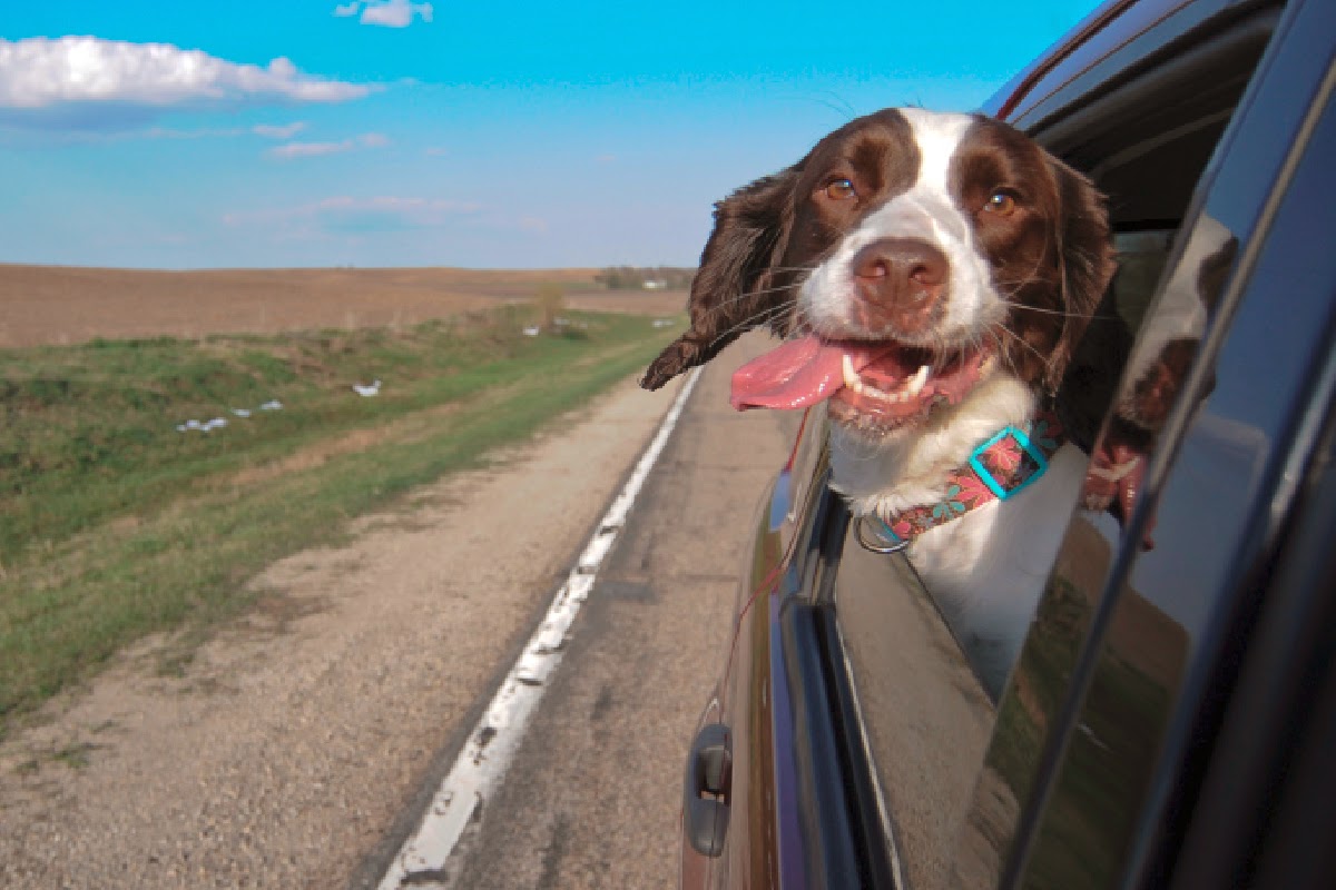 Pet-Friendly Traveling Tips